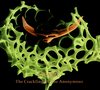 Inade - The Crackling of the Anonymous